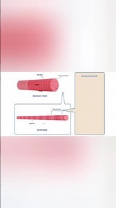 #Structure of muscles (Ch 17 - Locomotion & movement)