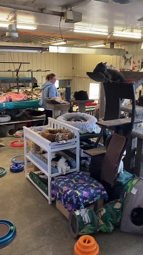 A farm was turned into a Sanctuary for feral cats in Minnesota #farmlife #changemakers #homeless #stray #FeralCats #cagefree #rescue #furballfarmpetsanctuary #furball #news #ellen #PleaseShare 💙 www.FurballFarmPetSanctuary.com | Furball Farm Cat Sanctuary