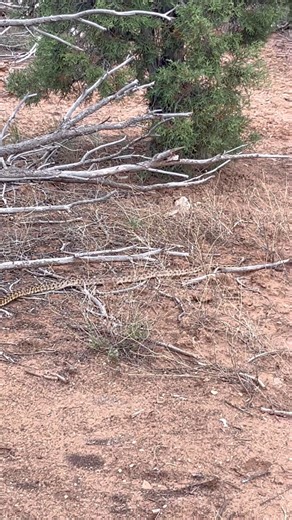 9K views · 69 reactions | Bull snake just minding his own business Know your snakes, this one is a real good one to have around. They love sunning them selves on our dirt roads out here. I’m always stopping to move them out of harms way! #bullsnake #niceone #reptiles #rodentcontrol #goodone #snake | Couple Berry Farms | Facebook
