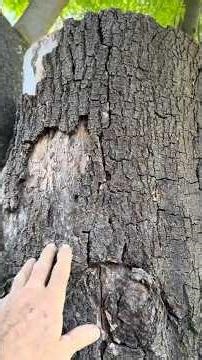 Ash ISSUES
