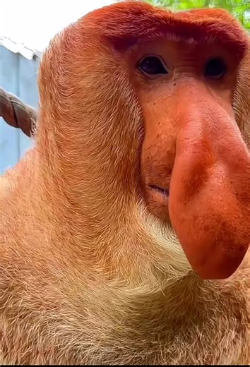 Explore Nakula: The Proboscis Monkey at Chimelong Wildlife World