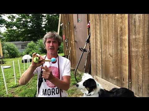 Train Australian Shepherd to Catch Frisbee