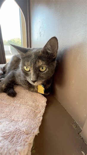 19K views · 1.9K reactions |  From playful pups to cuddly kittens...