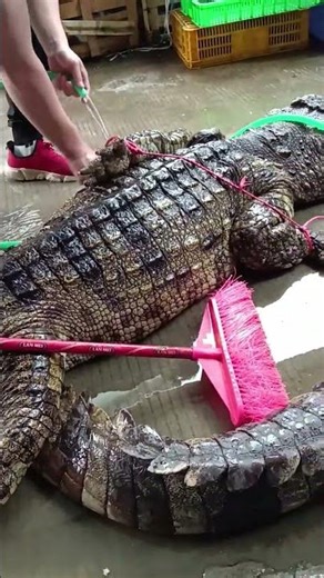 Daily Feeding Routine at a Crocodile Farm #shorts #crocodiles #crocodilefarm