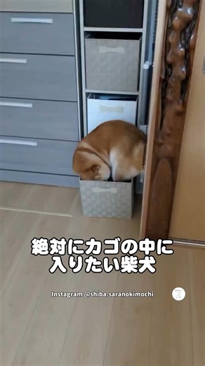 絶対にカゴの中に入りたい柴犬 #柴犬 #犬 #犬のいる暮らし #面白い #可愛い犬