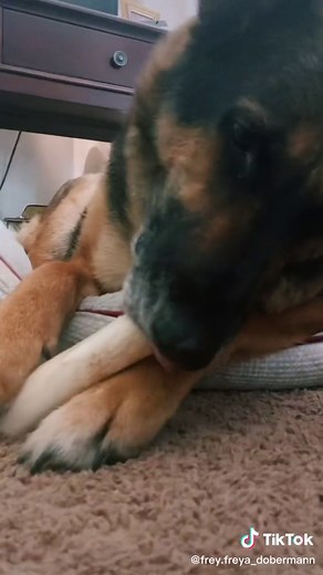 It is true that Hannah will be staying for our Tiktoks! So to celebrate give Hannah all the likes on her videos she will appreciate it!! ￼￼￼#socute #doggo #summer2022