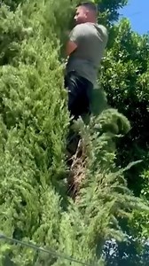 1.7M views · 46K reactions | A #dog named Lady got stuck on top of a...