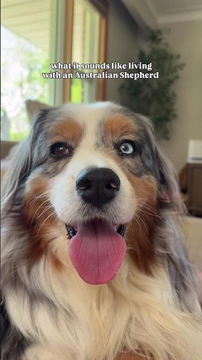 what it sounds like living with an Australian Shepherd ￼