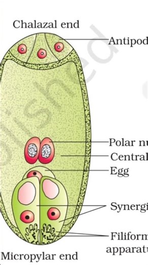 Embryo sac in short# Sexual reproduction in flowering plants #Female Gametophyte # CLASS 12 BIOLOGY