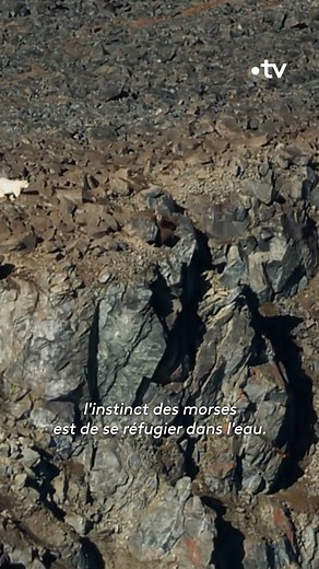 22K views · 313 reactions | Beaucoup ne survivront pas... 100 000 morses s'entassent sur ces plages de l'océan Arctique après la fonte de la banquise. "Une planète, deux mondes sauvages", un documentaire à (re)voir ce mardi à 21h10 et en replay sur france.tv ▶ bit.ly/DeuxMondesSauvages-F2 | France tv | Facebook