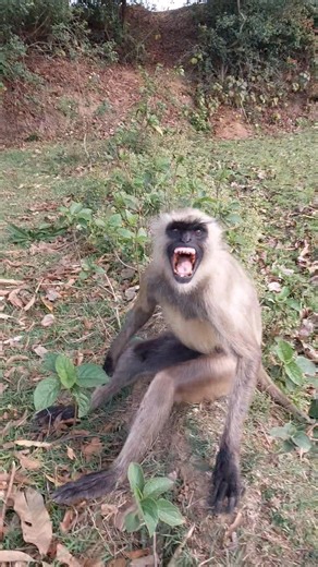 Angry Monkey Warning! Real Wild Reaction 😱!