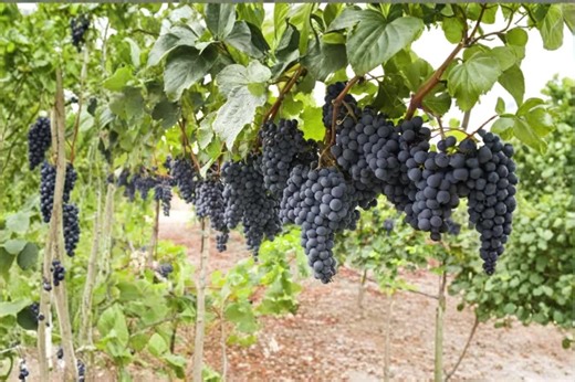 50 Grape Vine Seeds | Vitis Vinifera Hybrid, Ornamental Climbing Vine, U.S. Shipping Only - Etsy