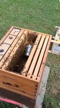 Bee hives on the farm #bees #beekeeping #farmlife #shorts