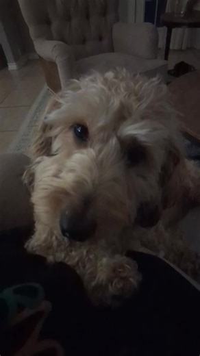 Charlie being cute for 17 seconds! Charlie is a cream silky wirehair miniature dachshund from Dachshund Dude Ranch (that's us!) He belongs to our photographer, Molly M. and her family. www.DachshundDudeRanch.com #dachshundsoftiktok #creamdachshund #miniaturedachshund #dachshund #silkydachshund