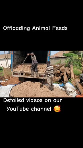 offloading brewery waste for our Animals #dairyfarm #manyimixedfarm #piggerybusiness #farmlife #youthinagriculture