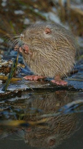 The marsh engineer on a snack break 🌾🐾 Muskrats cruise slow water with webbed hind feet, then haul up to chew cattails with those tiny hands. That dense coat sheds cold, and the long flattened tail works like a rudder. In winter they build lodges and feed under the ice. Quiet swimmer. Busy builder. #Muskrat #Wetlands #WildlifeReels #AnimalFacts #MarshLife | Discvr Blog