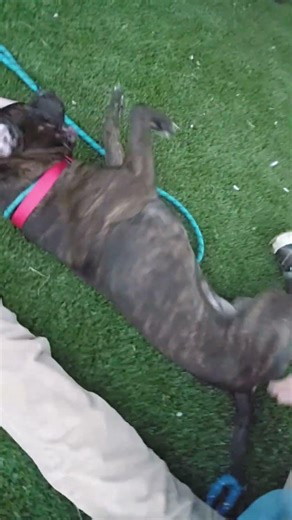 King Ludwig II back roll and belly rubs