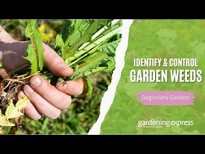 How to Identify & Control Garden Weeds