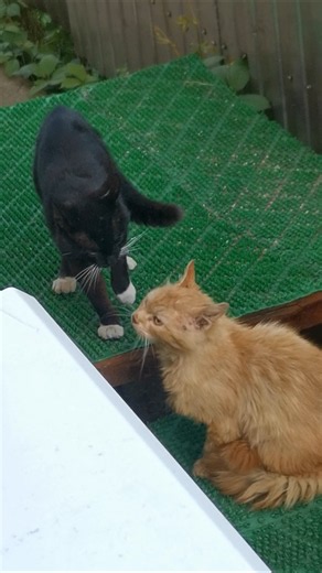 РАЗБОРКИ КОТОВ!!! 🤩❤️🤩❤️🤩❤️🤩❤️🤩❤️🤩❤️🤩❤️