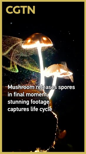 CGTN on Instagram: "A netizen captured rare footage of a mushroom releasing its spores shortly before decaying, vividly demonstrating a key biological process. The moment reveals how reproduction occurs at the end of a mushroom's life cycle, giving rise to countless new lives. #cgtn #cgtnreel"