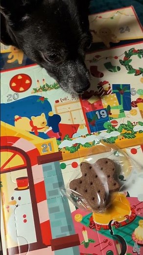 Baxter's Advent Adventure! Day 4 @BarkBox #christmas #adventcalendar #dog #christmasiscoming