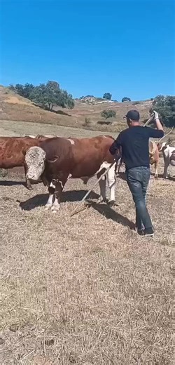 Download TikTok Videos with GoDownloader.com