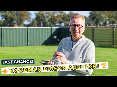 🚀 Gerard Koopman’s Final Racing Pigeon Auction – A Once-in-a-Lifetime Opportunity! 🏆🐦