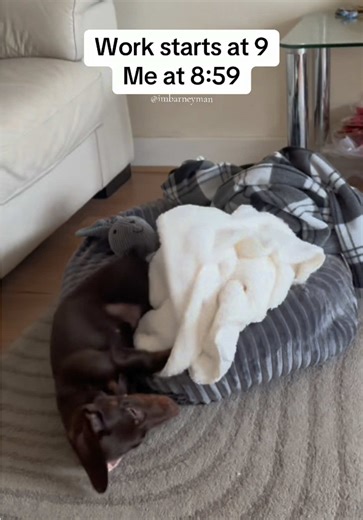 Mondays…🙄😝 #dachshundpuppy #dachshund #puppies #puppytiktok #fypシ