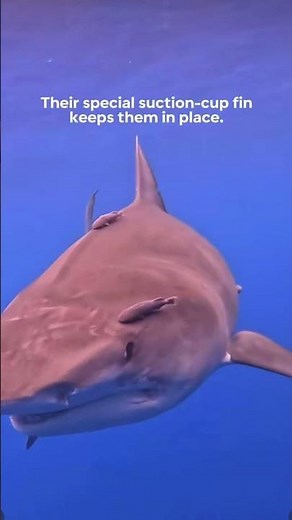Meet the Remora 🦈 #sharks #science #remora #marinebio #1