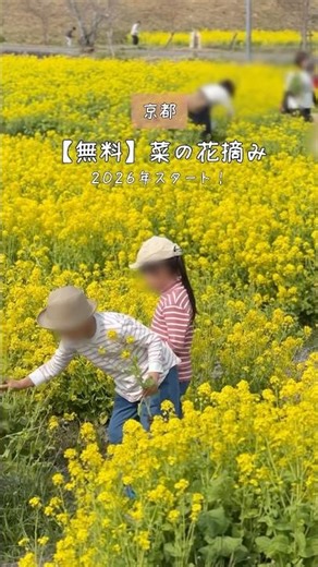【京都】今だけ⚠️自分で摘んで持ち帰れる菜の花畑！子ども大喜びの「桜×菜の花」お花見スポット🌸