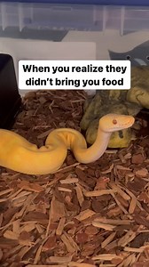 The disappointment is all over his face #ballpython #royalpython #reptiles #reptile #reptilesofinstagram #snake #snakes #pets #pet #petsofinstagram #bloodpython #burmesepython #reticulatedpython #carpetpython #boaconstrictor #leopardgecko #crestedgecko #beardeddragon #animals #wildlife #bof #recessivegang #reels #ballpythons #royalpythons | BALLS of FURY