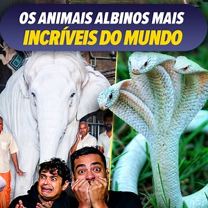 Os animais ALBINOS mais incríveis do mundo | Você Sabia?