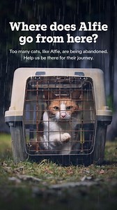 56 reactions · 11 comments | This year, we’ve seen over 30% more cats abandoned by their owners. But with your help, we can be there for every cat’s journey, providing the expert care they need. | Cats Protection | Facebook