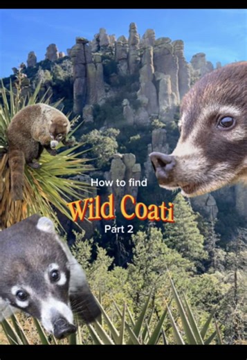 Wild Coati Encounters in Chiricahua National Monument