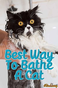 The Best Way To Bathe A Cat: 11 Things You Need To Prepare Revealed!