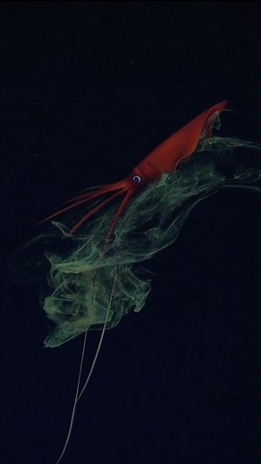 The difference between arms and tentacles can be easily seen here: scientists suspect this is a Mastigopsis hjorti, a rarely seen type of whip-lash squid. Whip-lash squid are named for their two long, sticky tentacles. They feed by extending their tentacles while drifting along with currents. This marvelous creature was spotted 1103 meters below the surface during the #SEPacificSeamounts expedition. Also note the abstract shapes made by the squid inking: Squids are known to make “pseudomorphs” -