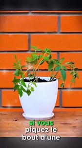 Sì vous planter le piment 🌶️ | Astuce pour la santé