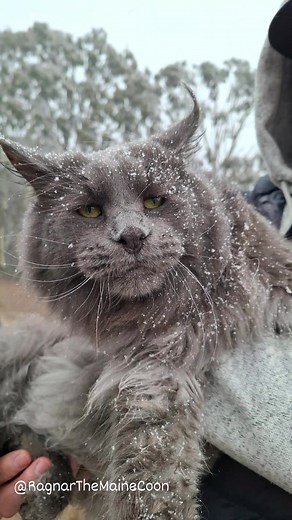 🎬🐾 “Alright hoomans, 5 facts of The Maine Coon Cat — starring… ME, obviously. 😂 It’s got drama, fluff, snacks, and a few dramatic hair flips for good measure! Give it a follow, share it with your cat-obsessed friends, and tell me — what was your favourite part? 😼 #TheMaineCoonCat #RagnarMC #FunnyCatVideo #MaineCoonLife #CatTok #FluffGoals #FurrySuperstar #ShareTheFluff #CatComedy | Ragnar the Maine Coon