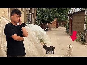 Solo Barking With Dogs | Extremely Awesome Funny Sound Prank | Troll Dogs