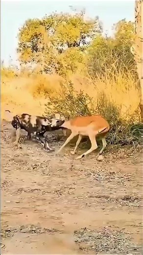 African tribal Hunters। traditional dear hunt in the wild..#africa #hunting