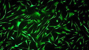 生分子機能学研究室 | 鹿児島大学農学部・大学院 食料生命科学科 食品機能科学コース