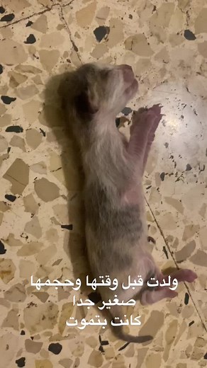 ‏#catsoftiktok #catsavers #helpcats