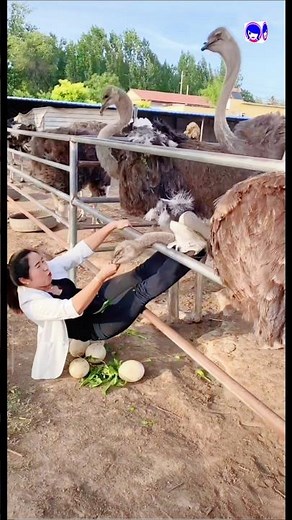 Ostrich – The World’s Largest Bird | Amazing Ostrich Facts! #OstrichVideo #Shorts