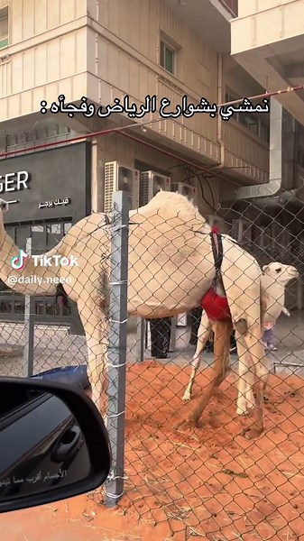 بسم الله 🫨 #تغطيات #ترند #جمل #بعير #شرق_الرياض #الشرق #الشمال #التاسيس #يوم_التأسيس #اكسبلور