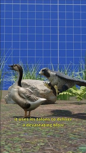 Peregrine Falcon The Fastest Animal on Earth