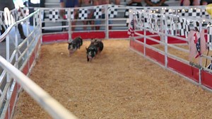 26K views · 684 reactions | Racing toward a weekend of fun at #RODEOHOUSTON! | RODEOHOUSTON | Facebook