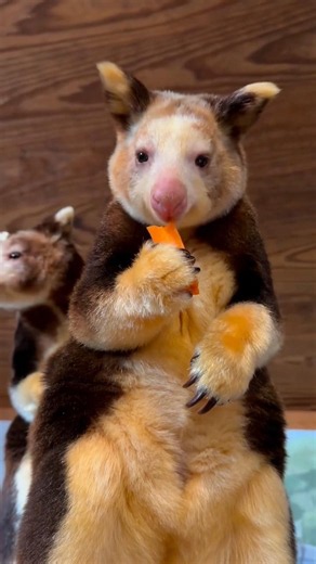 Tree Kangaroo Lives in Trees! 😳