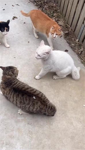 #cat #Catsfighting #catsoftiktok