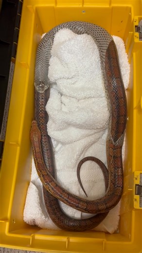 Have you ever seen a snake shed their skin? Here is Quest the corn snake showing us how it’s done! Would you like to meet Quest, or the other snakes of the Pool Nature Center? There’s still one day left of our Snakes-Giving! Weekend! Stop by tomorrow, Sunday November the 23rd, between 11 and 1 to meet this famtastic creature! | Vermont Museum of Natural History