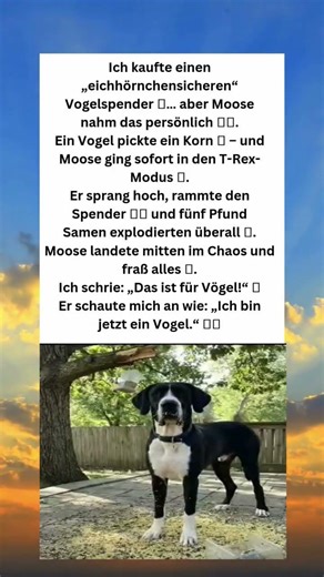 Moose – Der Hund, der ein Vogel wurde